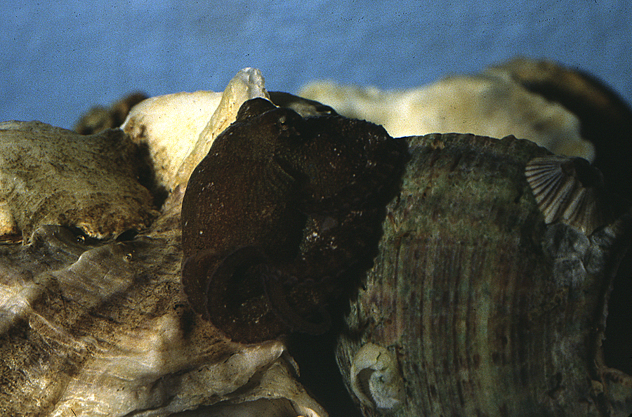 Image of Mexican four-eyed octopus