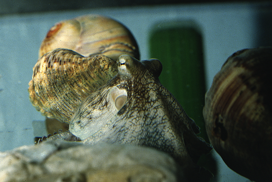 Image of Mexican four-eyed octopus