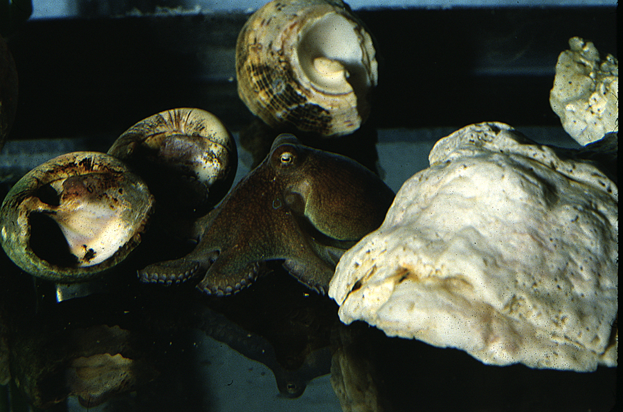 Image of Mexican four-eyed octopus