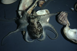 Image of Mexican four-eyed octopus