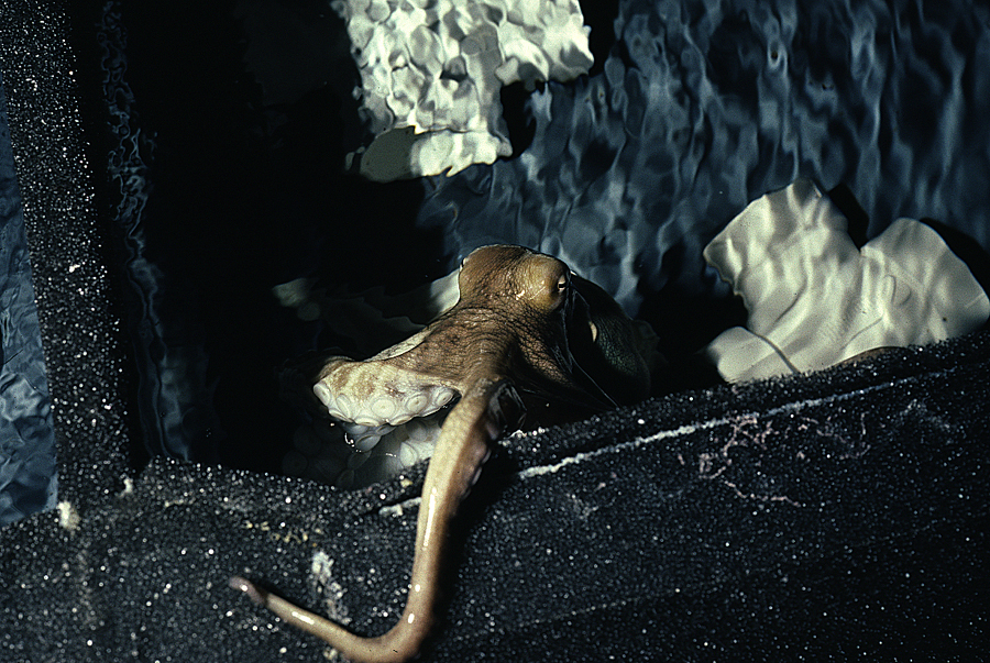 Image of Mexican four-eyed octopus