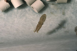 Image of Mexican four-eyed octopus