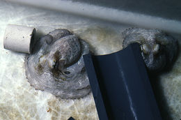 Image of Mexican four-eyed octopus