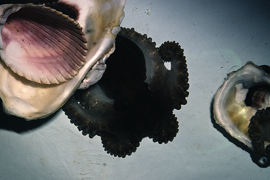 Image of Mexican four-eyed octopus