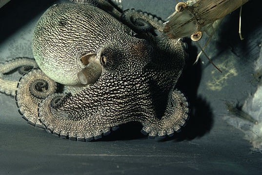 Image of Mexican four-eyed octopus