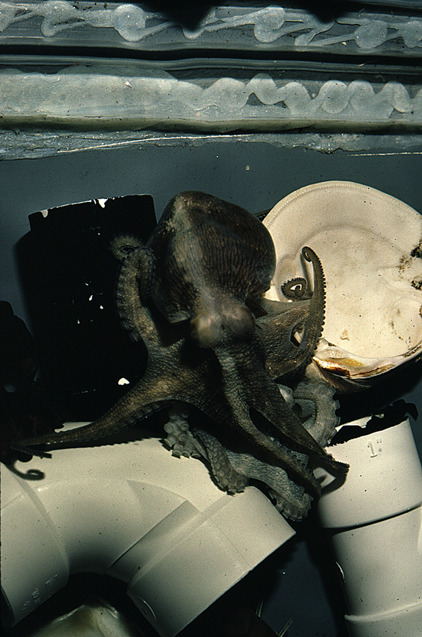 Image of Mexican four-eyed octopus