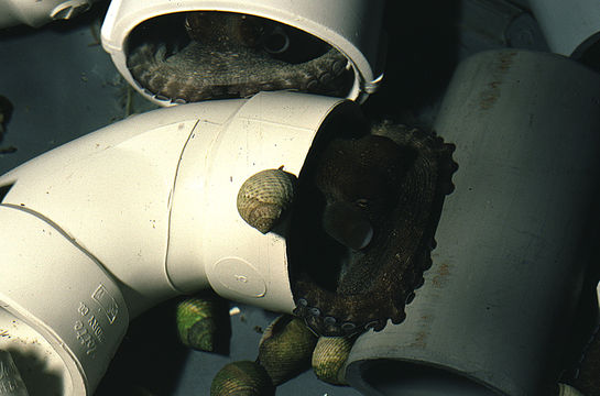 Image of Mexican four-eyed octopus