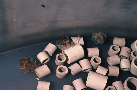 Image of Mexican four-eyed octopus