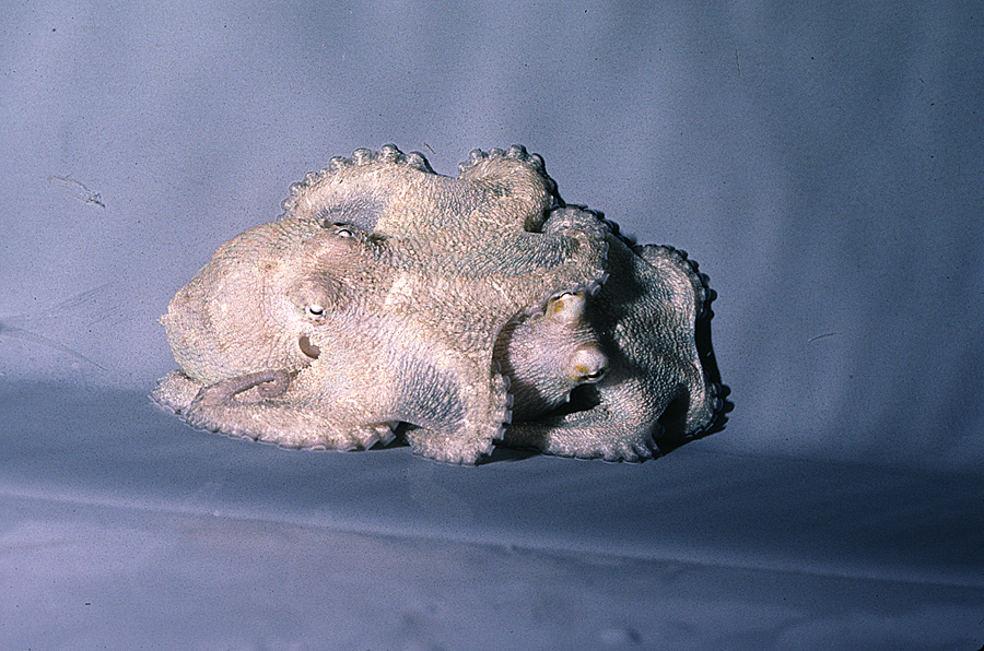 Image of Mexican four-eyed octopus