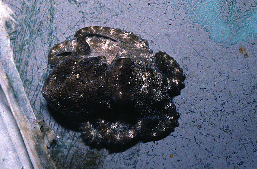 Image of Mexican four-eyed octopus