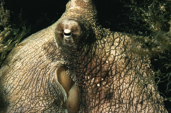 Image of Mexican four-eyed octopus