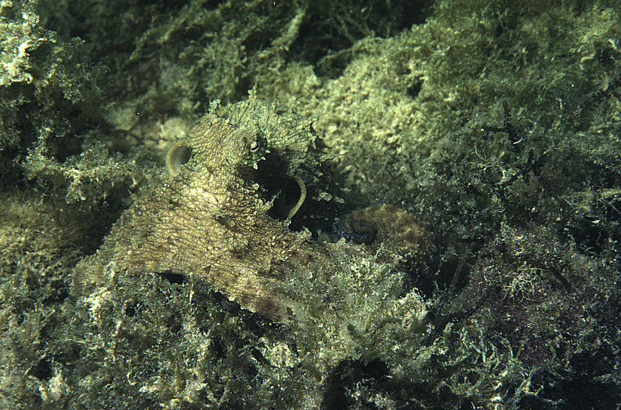 Image of Mexican four-eyed octopus