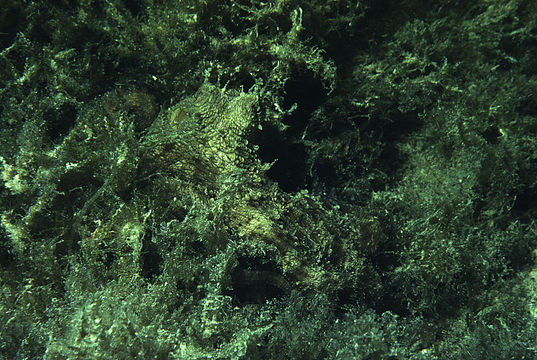 Image of Mexican four-eyed octopus