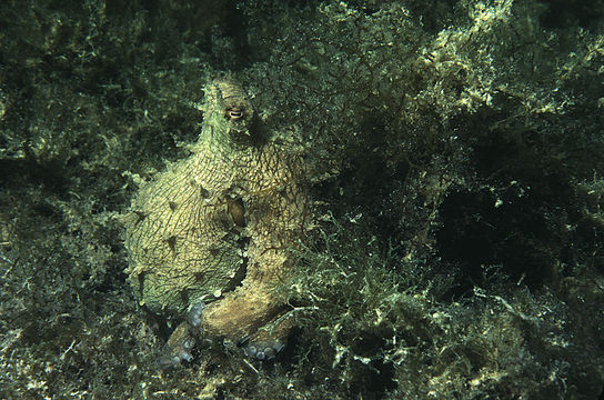 Image of Mexican four-eyed octopus