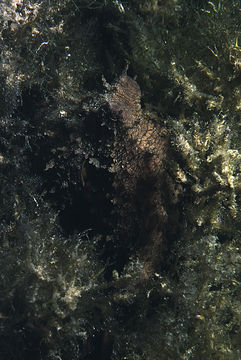 Image of Mexican four-eyed octopus