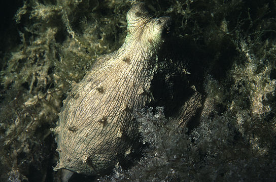 Image of Mexican four-eyed octopus