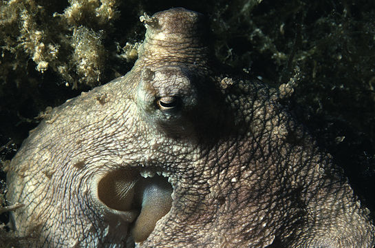 Image of Mexican four-eyed octopus