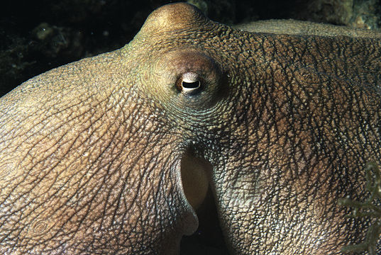 Image of Mexican four-eyed octopus