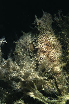 Image of Mexican four-eyed octopus