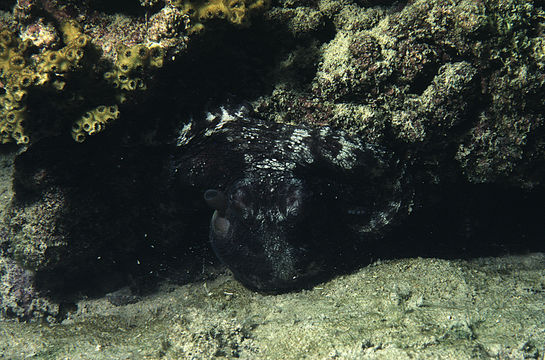 Image of Mexican four-eyed octopus