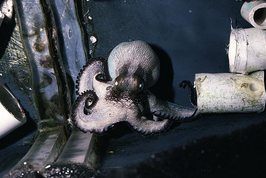 Image of Mexican four-eyed octopus