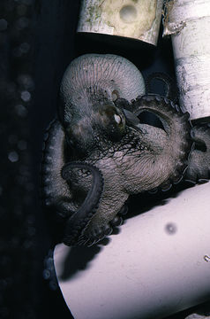 Image of Mexican four-eyed octopus