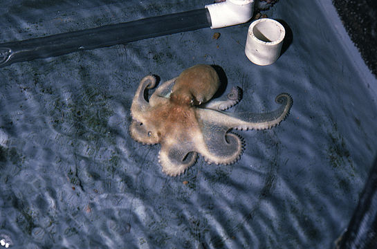 Image of Mexican four-eyed octopus