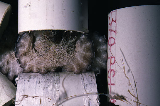 Image of Mexican four-eyed octopus