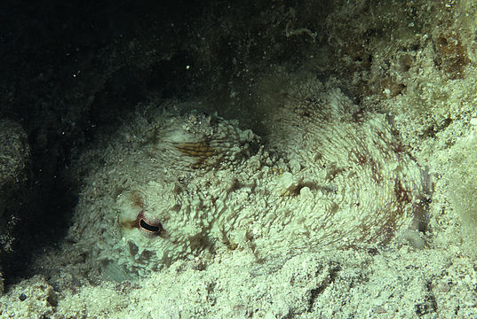 Image of Mexican four-eyed octopus