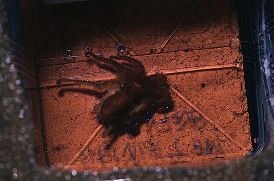 Image of Mexican four-eyed octopus