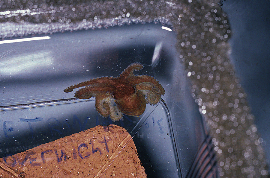 Image of Mexican four-eyed octopus