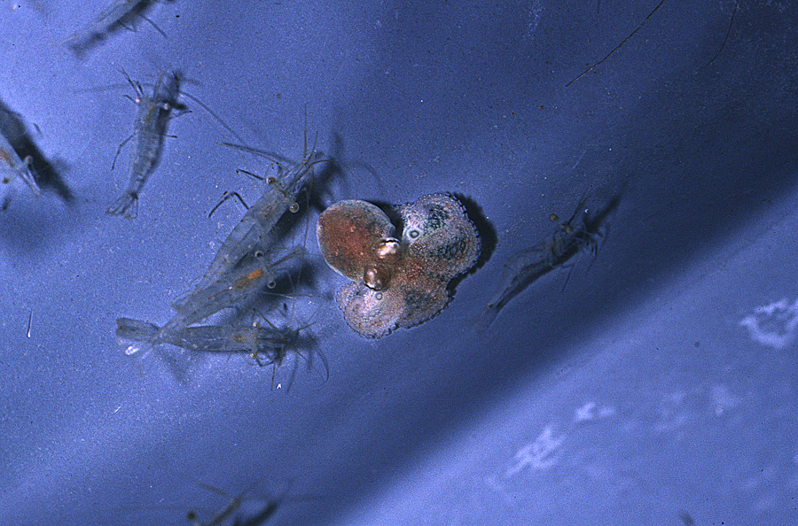 Image of Mexican four-eyed octopus