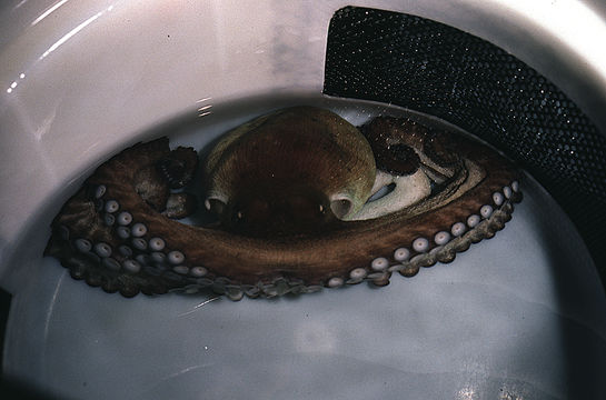 Image of Mexican four-eyed octopus