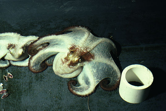 Image of Mexican four-eyed octopus