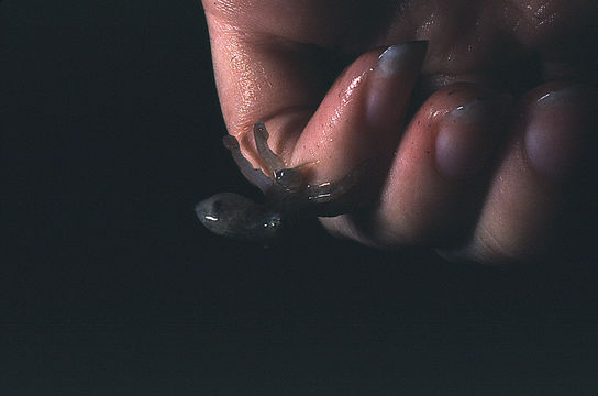 Image of Mexican four-eyed octopus