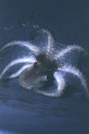 Image of Mexican four-eyed octopus