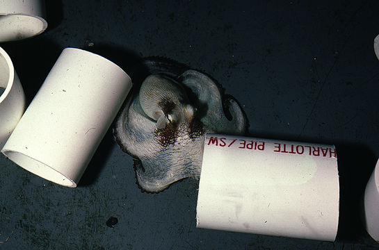 Image of Mexican four-eyed octopus