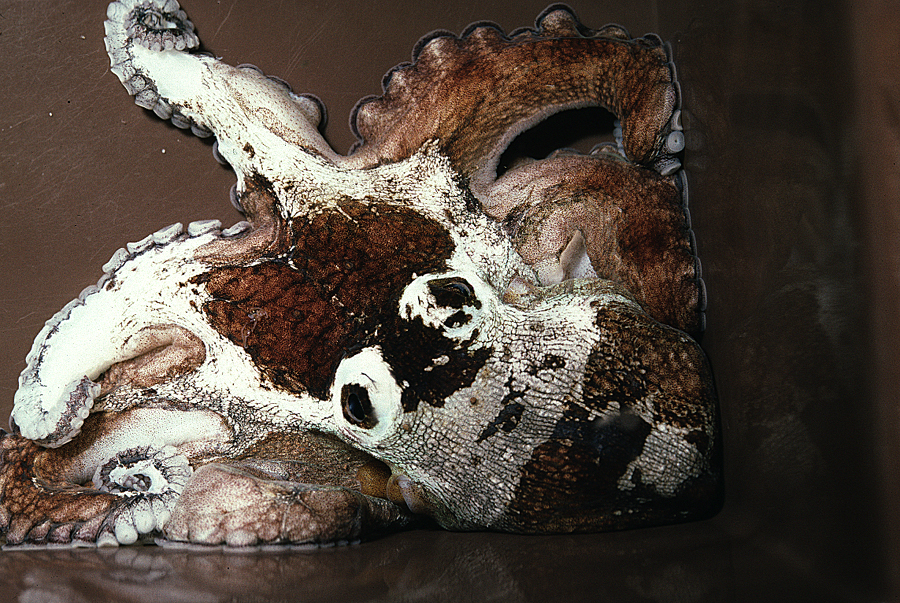 Image of Mexican four-eyed octopus