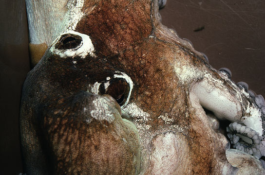 Image of Mexican four-eyed octopus