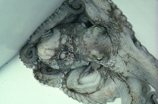 Image of Mexican four-eyed octopus