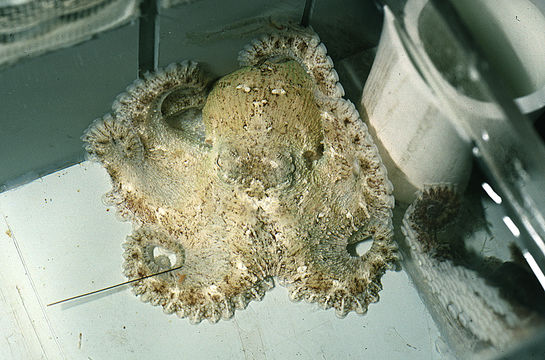 Image of Mexican four-eyed octopus