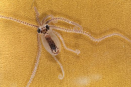 Image of <i>Octopus defilippi</i>