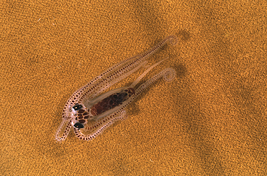 Image of <i>Octopus defilippi</i>