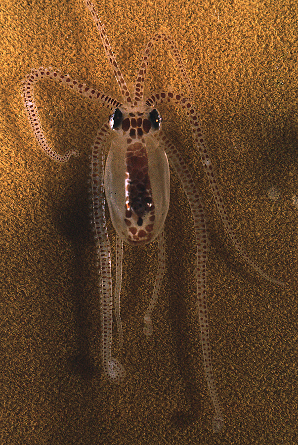 Image of <i>Octopus defilippi</i>