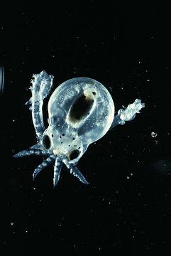 Image of <i>Octopus defilippi</i>