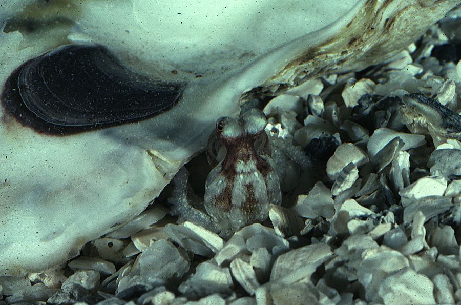 Image of <i>Octopus defilippi</i>