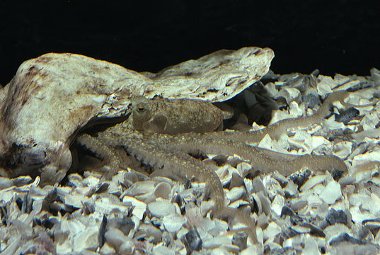 Image of <i>Octopus defilippi</i>