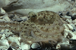 Image of <i>Octopus defilippi</i>