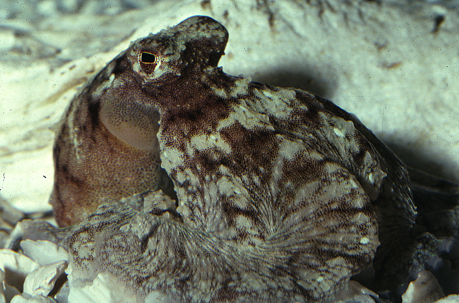 Image of <i>Octopus defilippi</i>