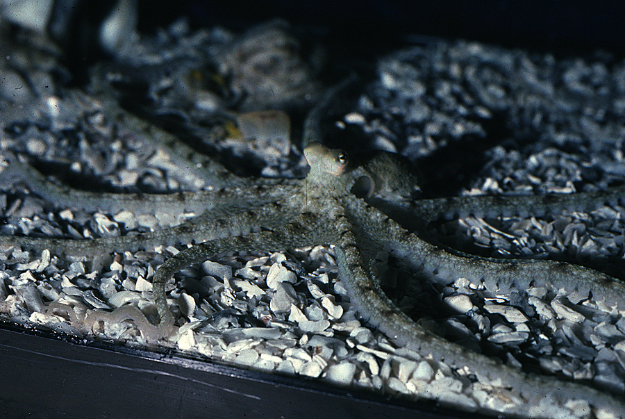 Image of <i>Octopus defilippi</i>